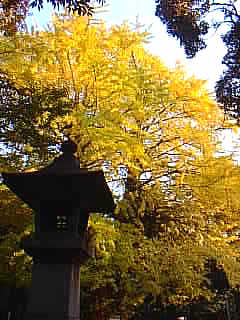 赤坂氷川神社 紅葉 写真