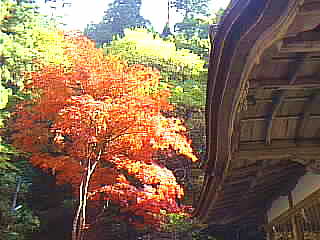 京都由岐神社 紅葉 写真