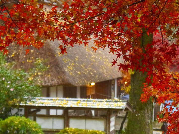 香嵐渓　紅葉　＆　黄葉