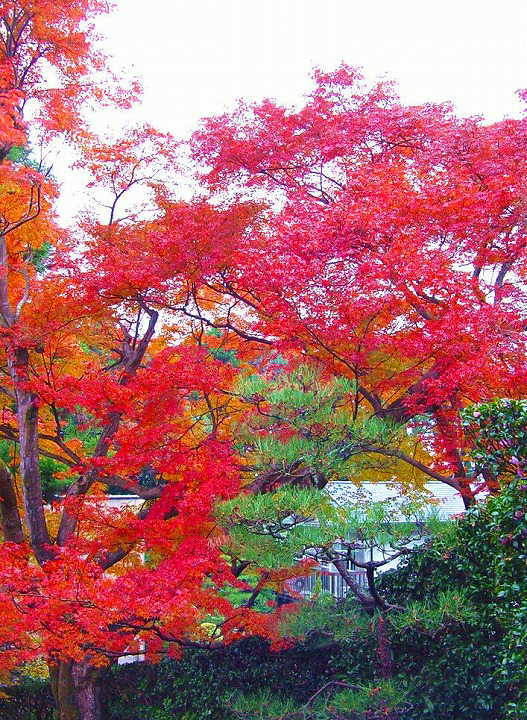 京都　安楽寺　紅葉　＆　黄葉
