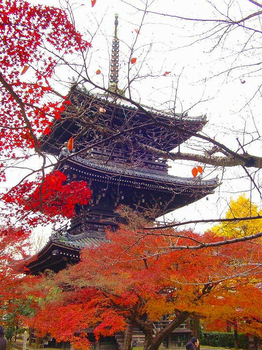 京都　真如堂　紅葉　＆　黄葉