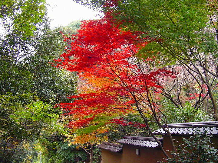 京都　真如堂　紅葉　＆　黄葉