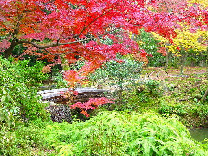 京都　等持院　紅葉　＆　黄葉