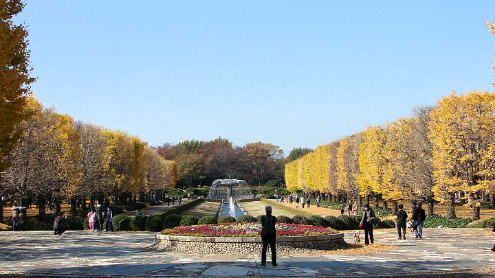 国営昭和記念公園　紅葉　＆　黄葉 写真