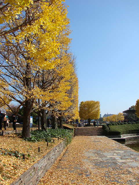 国営昭和記念公園　紅葉　＆　黄葉