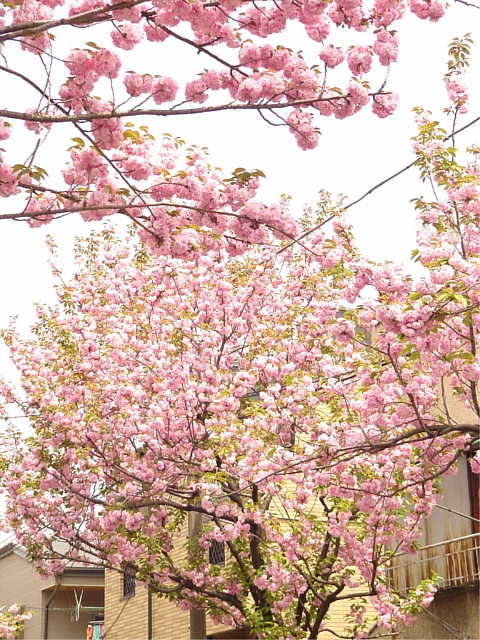 荒川七丁目　八重桜 写真