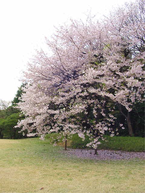 椿山荘 桜 写真