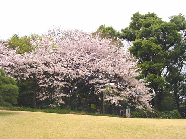 椿山荘 桜 写真