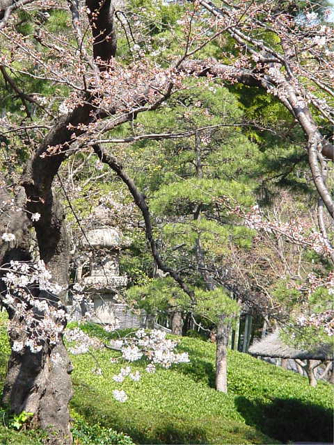八芳園 桜 写真