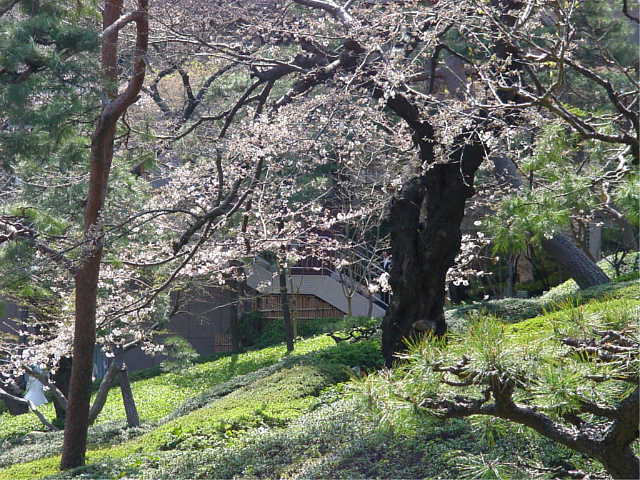 八芳園 桜 写真