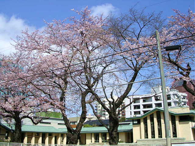 自由学園　明日館 桜 写真