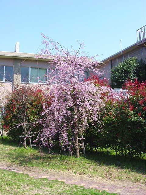 東京海洋大学　越中島キャンパス 桜 写真