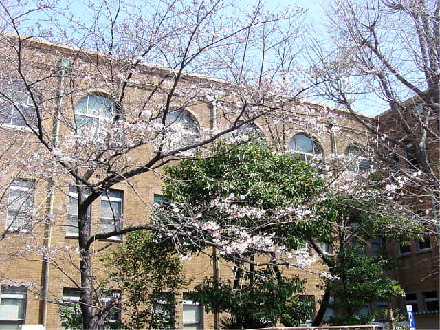 東京海洋大学　越中島キャンパス 桜 写真