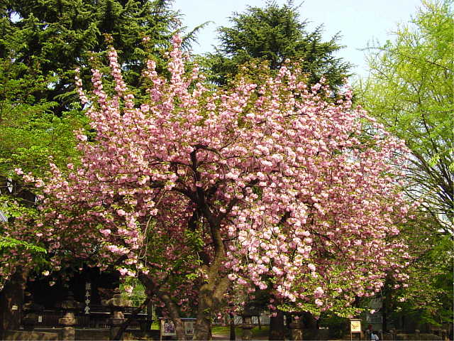寛永寺 八重桜 写真