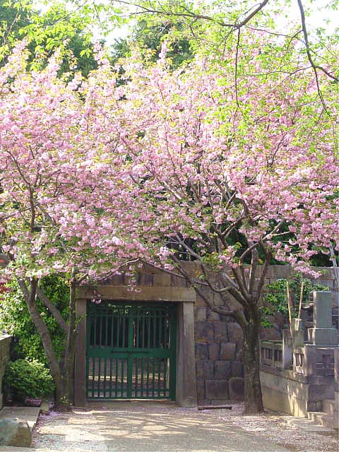 寛永寺霊園　桜 写真