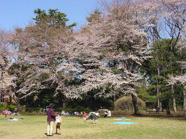 駒場公園 桜 写真
