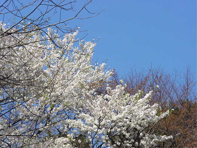 駒場公園 桜 写真