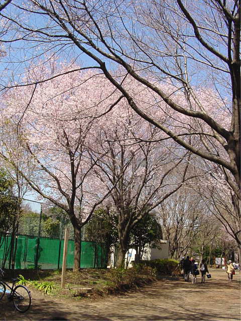 駒場野公園 桜 写真