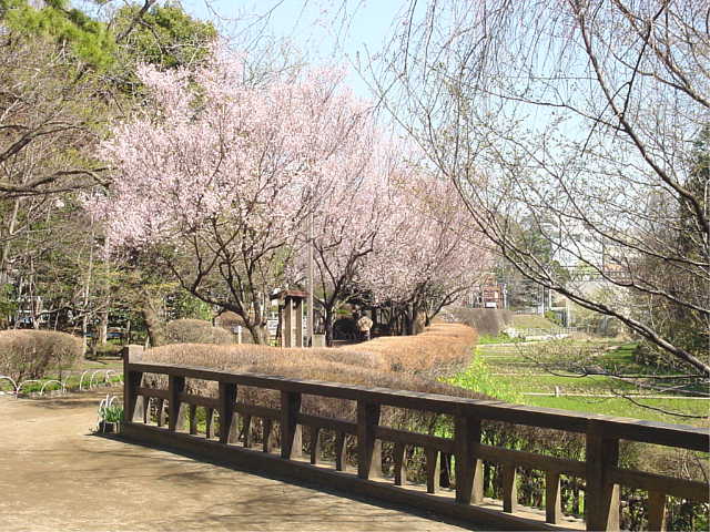 駒場野公園 桜 写真