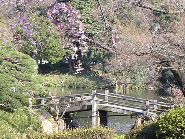 小石川後楽園　しだれ桜 写真