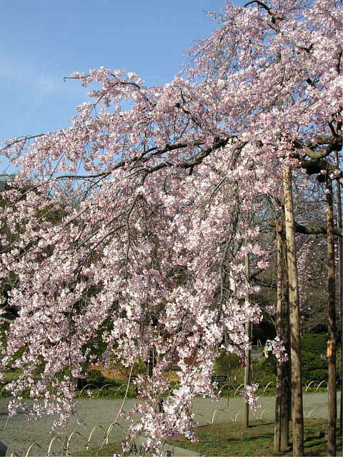 小石川後楽園　しだれ桜 写真