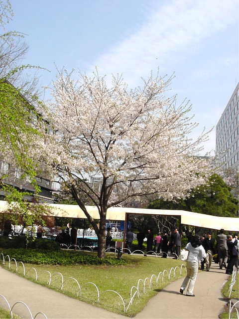 高輪プリンスホテル　さくらタワー 桜 写真