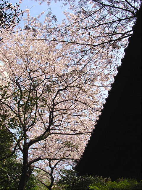 高輪プリンスホテル　さくらタワー 桜 写真