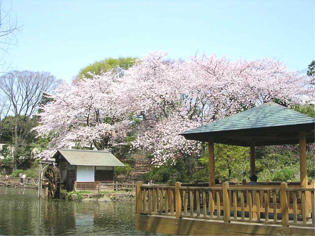 鍋島松濤公園 桜 写真