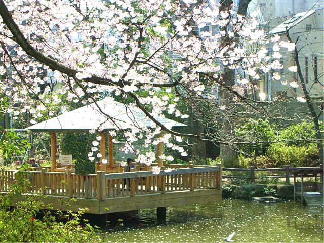 鍋島松濤公園 桜 写真