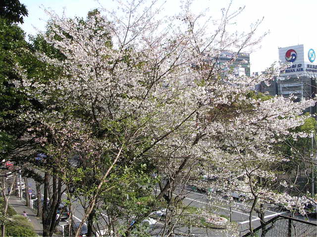 芝公園　桜 写真
