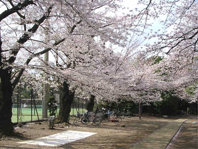 哲学堂公園 桜 写真