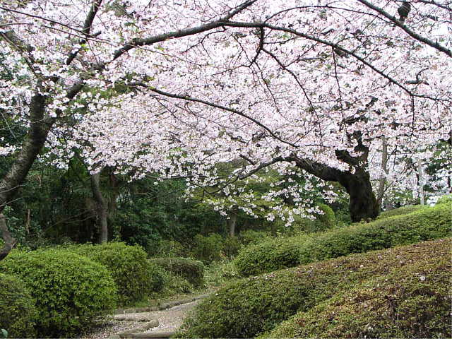 哲学堂公園 桜 写真