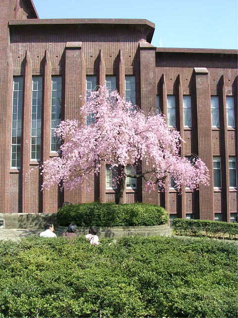 東京大学　本郷キャンパス　しだれ桜