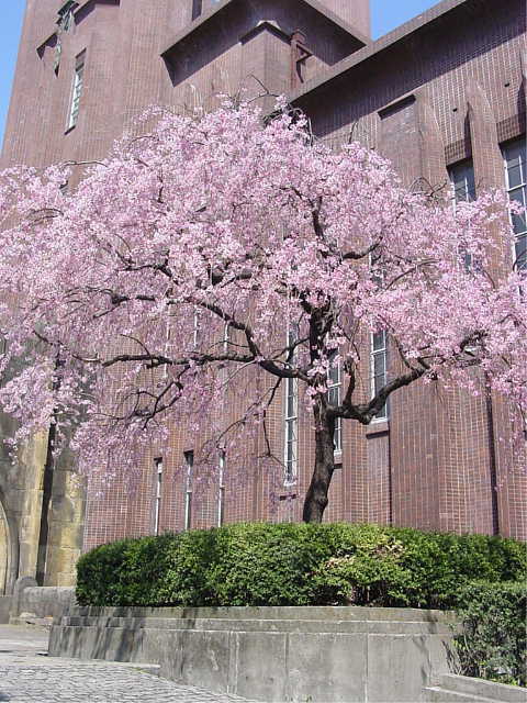 東京大学　本郷キャンパス　しだれ桜