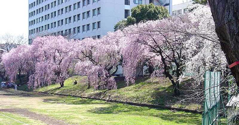 駒場 東京大学教養学部　しだれ桜 写真