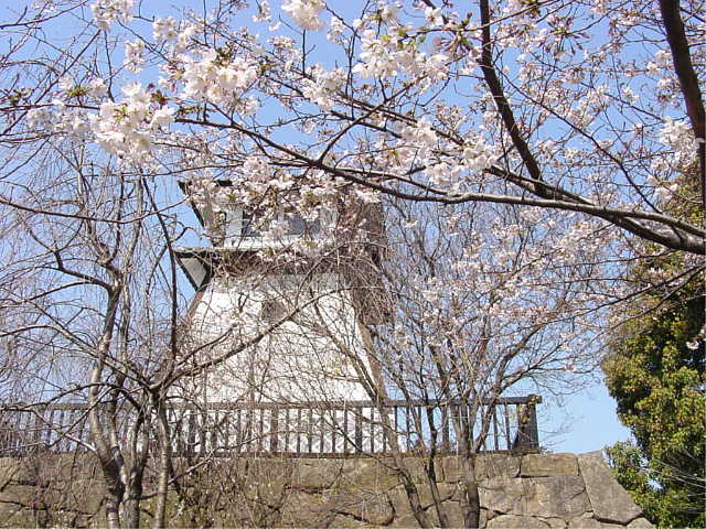 佃公園 桜 写真