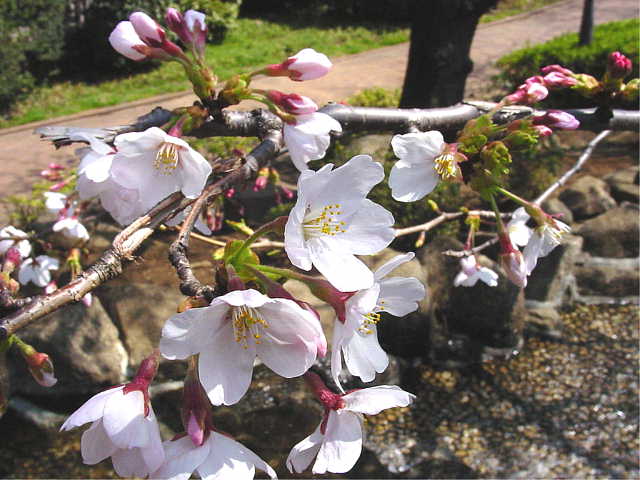 佃公園 桜 写真