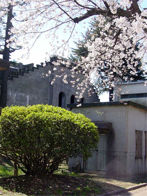 和田堀給水所 桜 写真