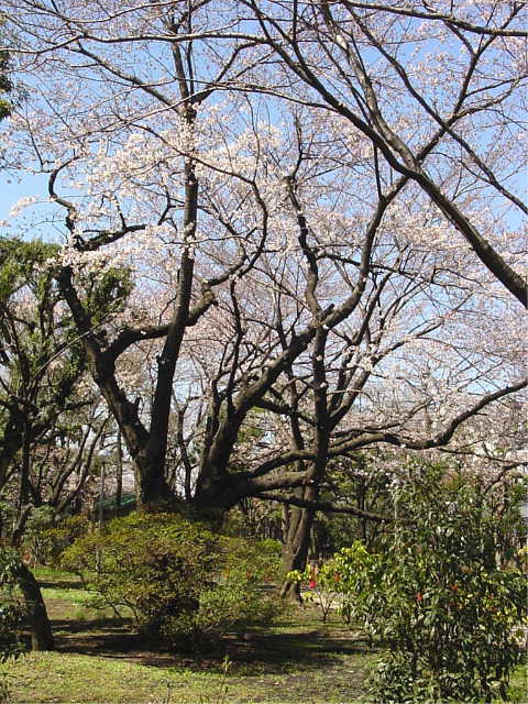 和田堀給水所 桜 写真