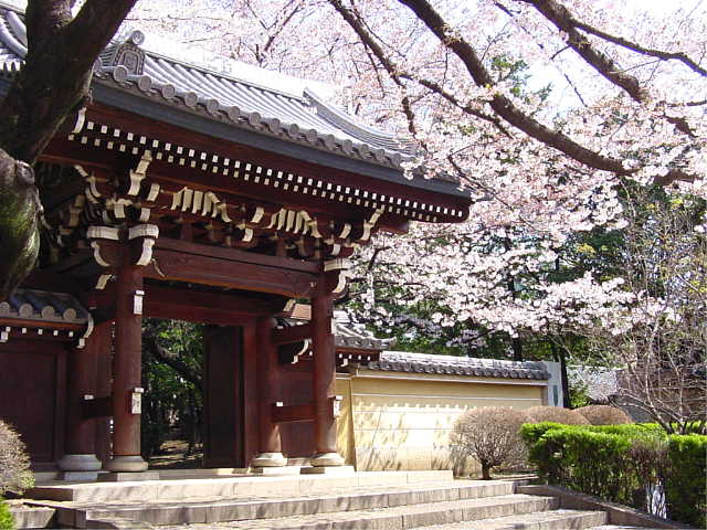 雑司ヶ谷法明寺界隈 桜 写真