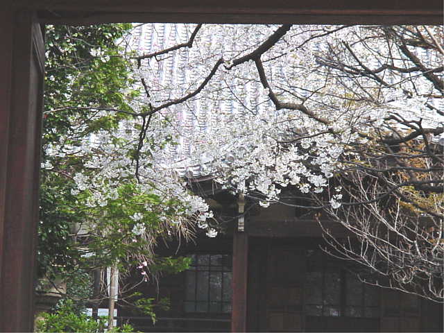 雑司ヶ谷法明寺界隈 桜 写真