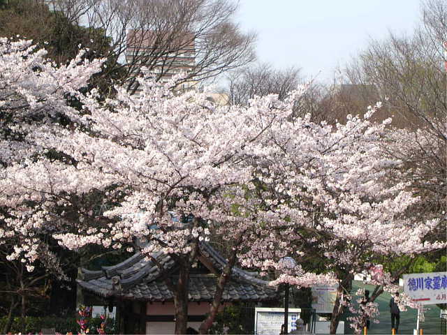 増上寺 桜 写真