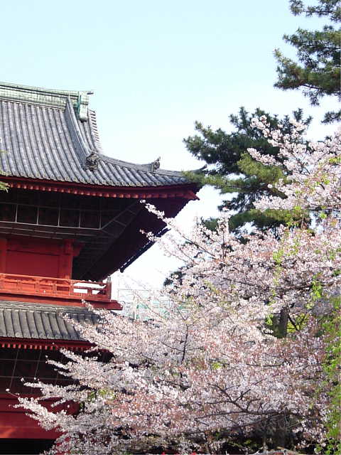 増上寺 桜 写真