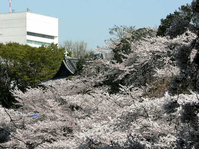 千鳥ケ淵　桜 写真