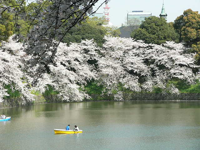 千鳥ケ淵　桜 写真