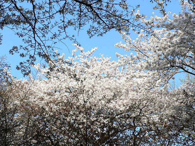 小金井公園　桜 写真