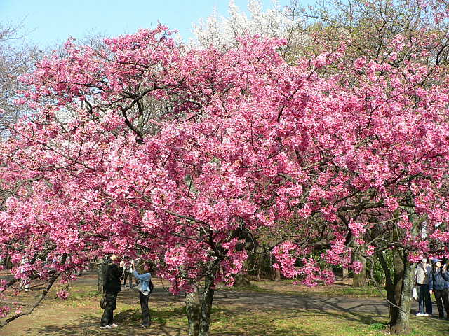 小金井公園　桜 写真