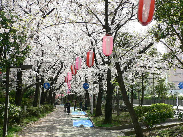 南砂緑道公園  桜 写真