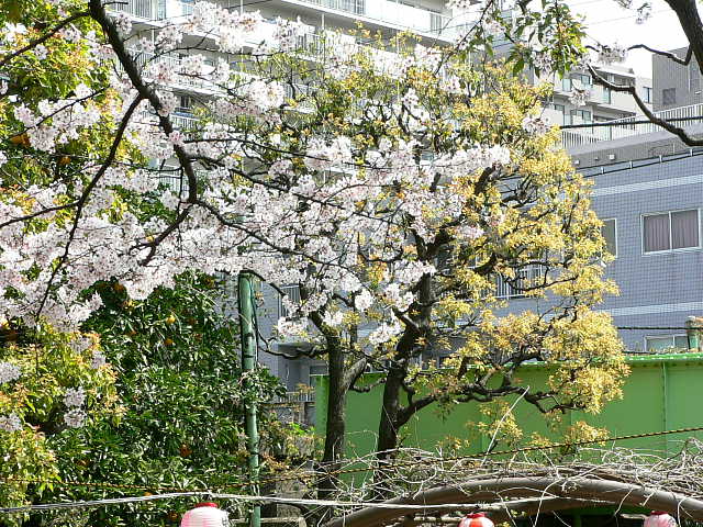 南砂緑道公園  桜 写真