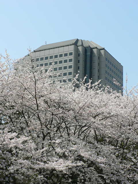 仙台堀川公園　桜 写真